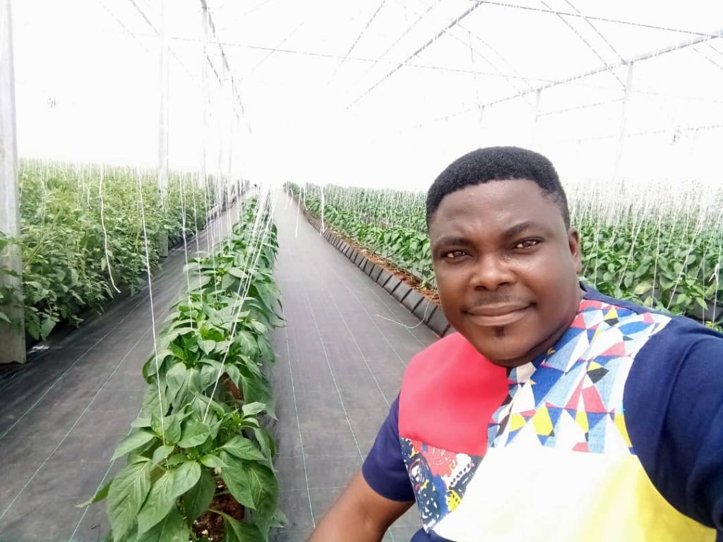 agriculture, maximize agric, bicfarmsconcepts, adebowale, onafowora, greenhouse, tomato