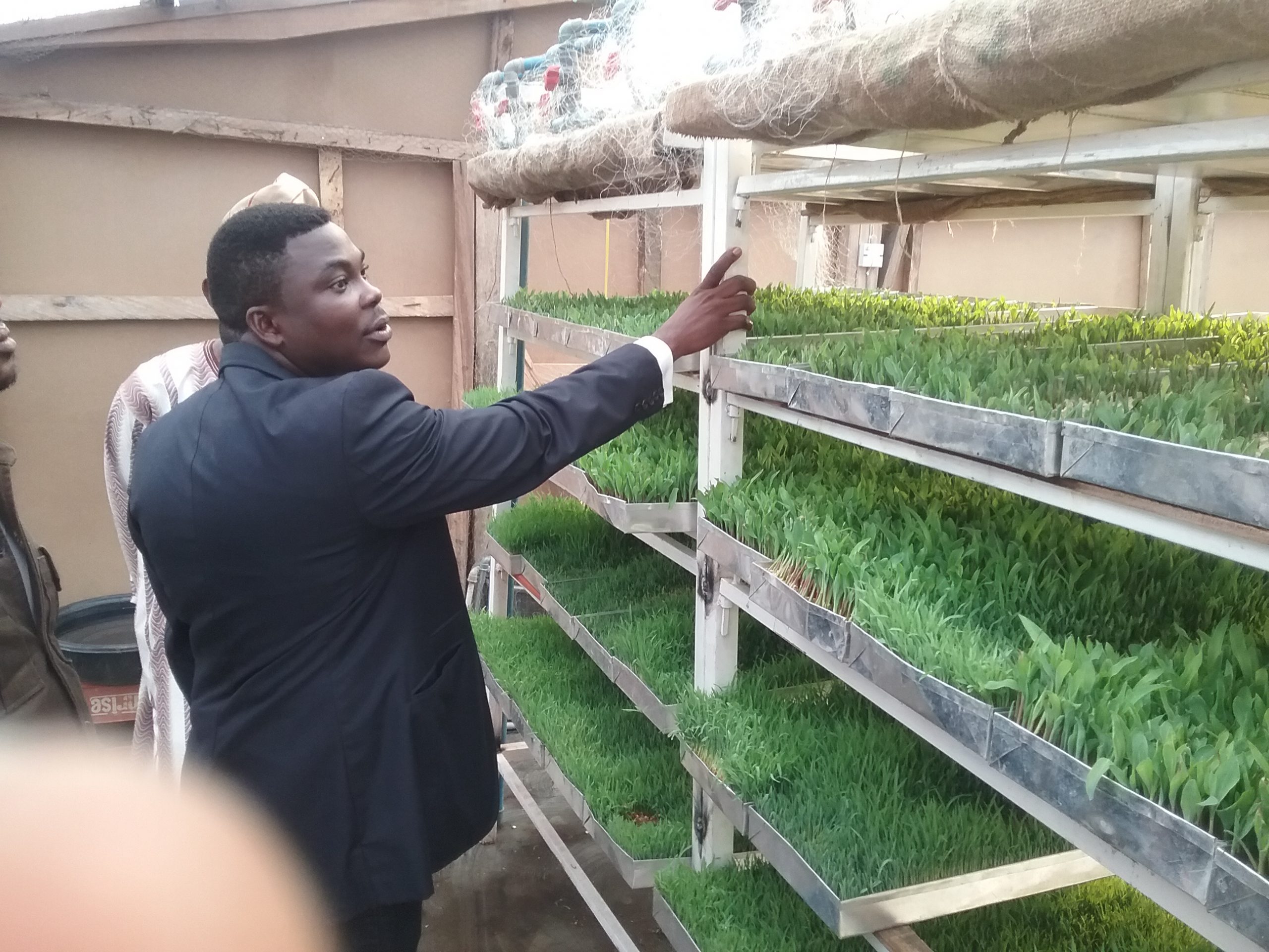 You are currently viewing 10 Powerful Reasons Why You should Discard All Your Livestock Feeds and Start Using Fresh HYDROPONICS Fodders in Nigeria