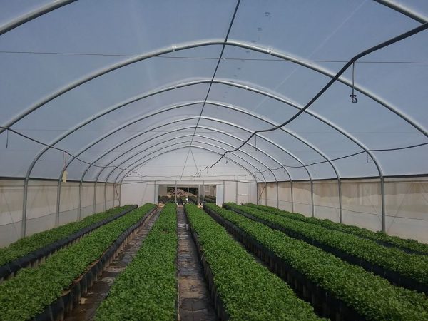 hydroponics system, BIC Farms, Greenhouse, System