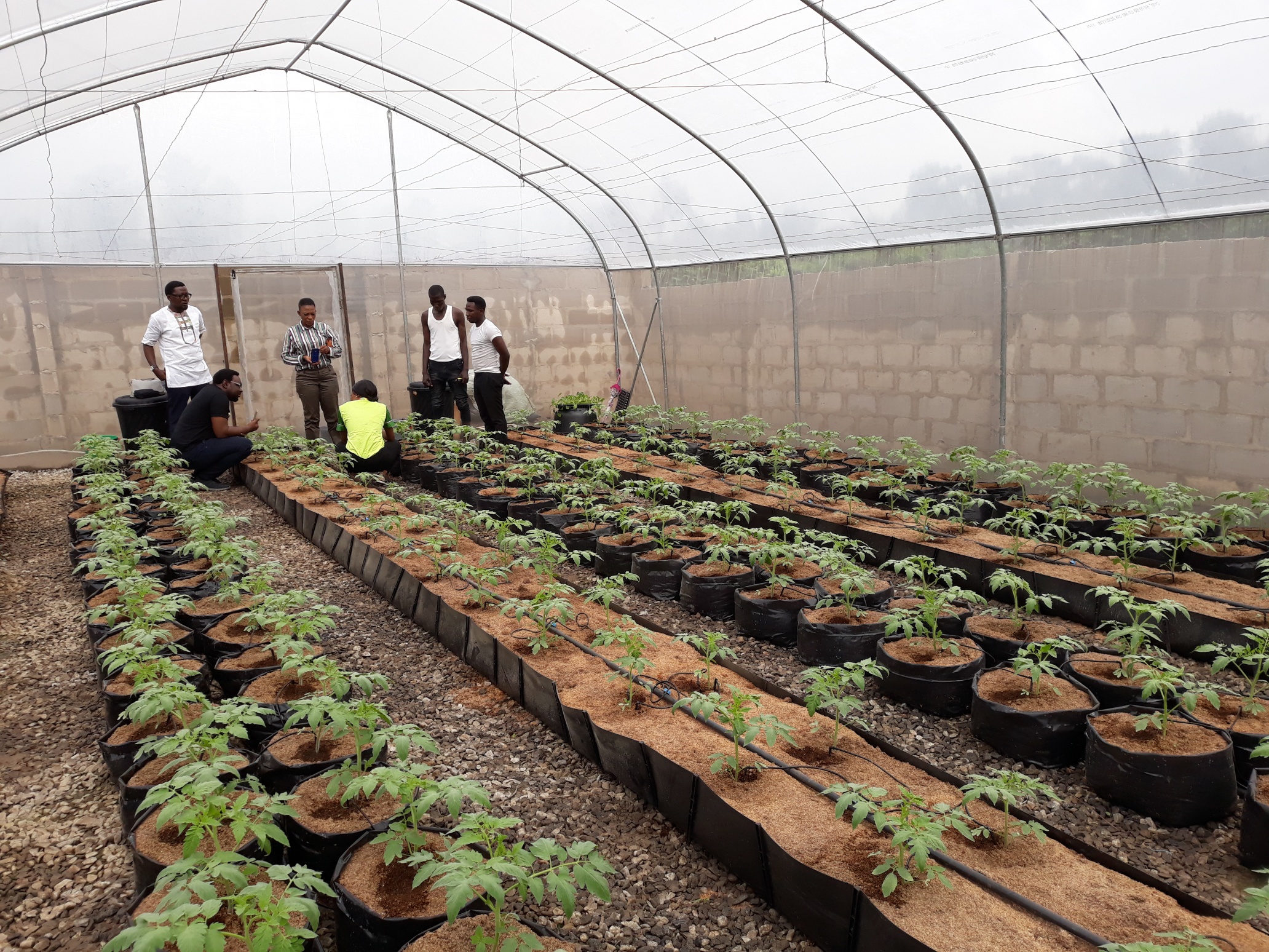 BIC Farms, hydroponics, advanced training