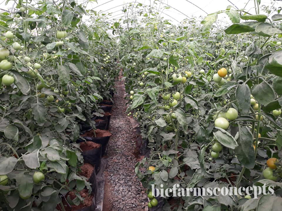 soilless farming, vegetables, tomatoes, BIC Farms, hydroponics, greenhouse