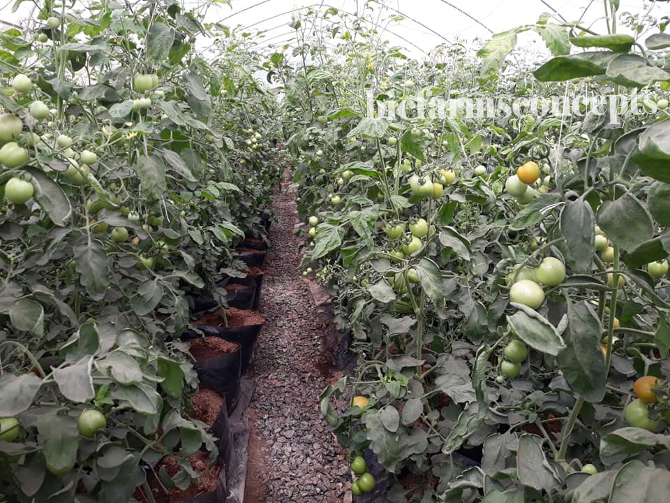 soilless farming, vegetables, tomatoes, BIC Farms, hydroponics, greenhouse