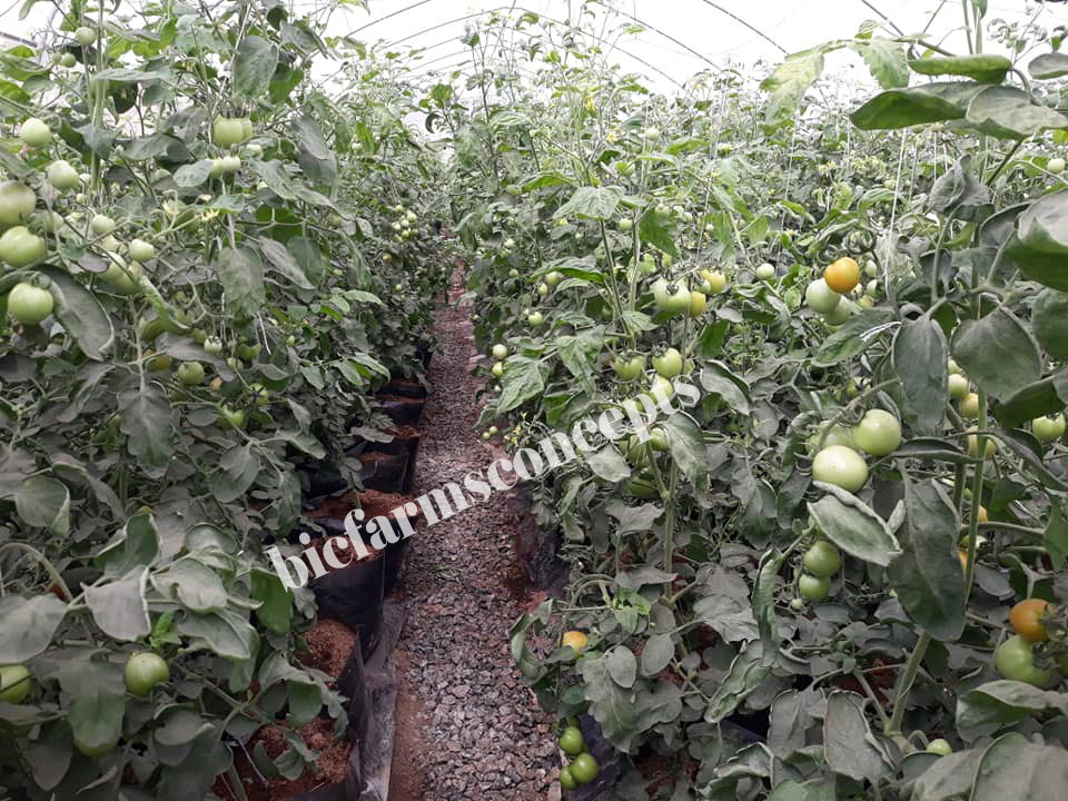 soilless farming, vegetables, tomatoes, BIC Farms, hydroponics, greenhouse