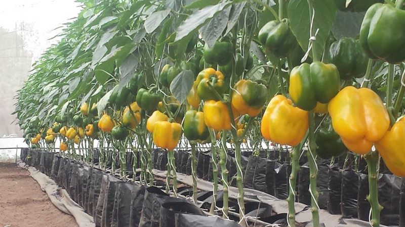 Hydroponics Bell pepper cultivation