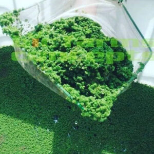 azolla pond