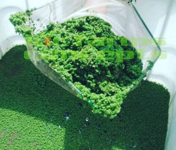 azolla pond