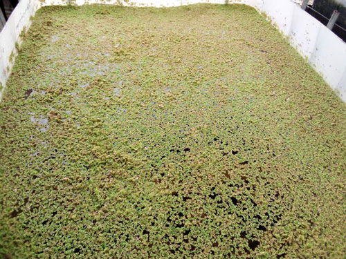 Azolla in pond