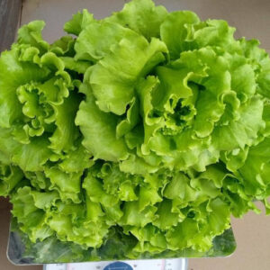 1Kg Lettuce