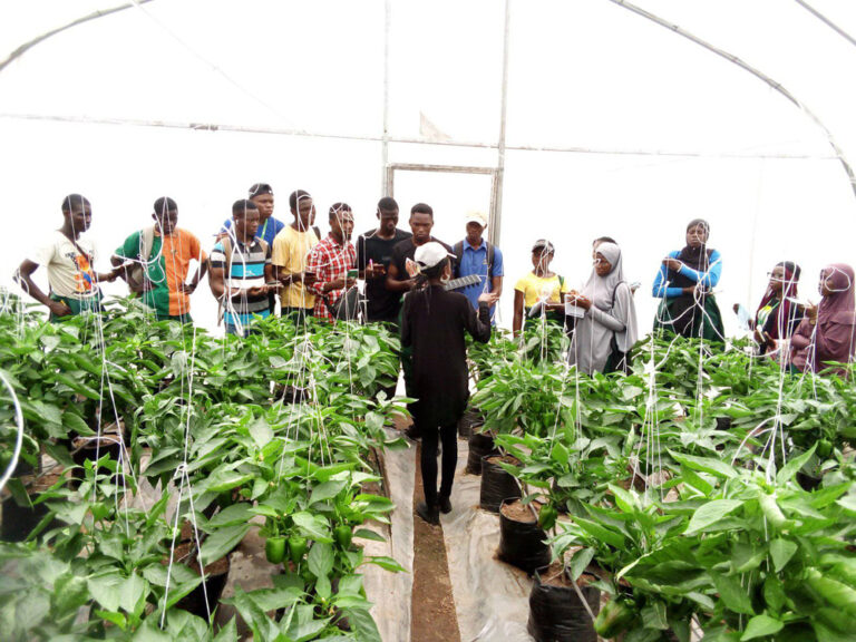 FUNAAB FPY students learning Hydroponics farming