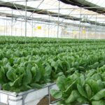 Soilless farming training