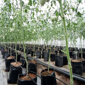 High Tunnel Tropical Greenhouse