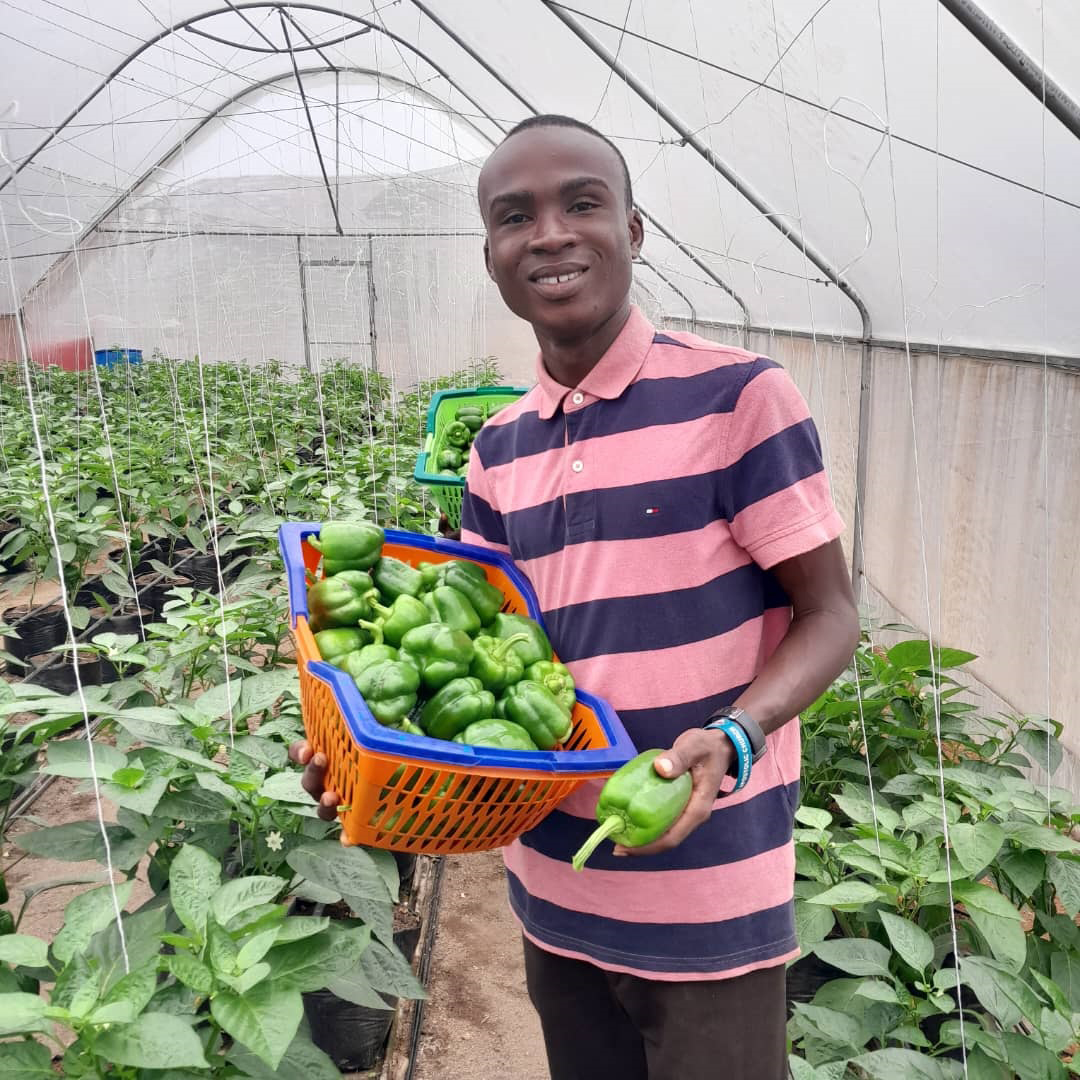 Harvest of bell pepper