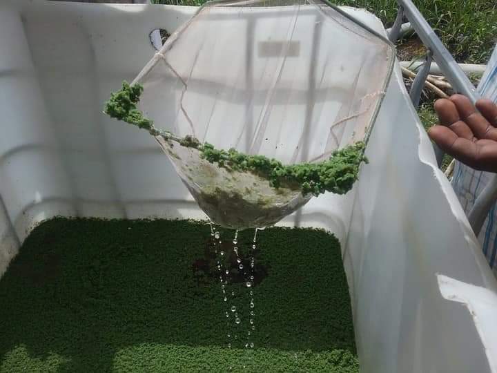 Azolla production training - BIC Farms Concepts